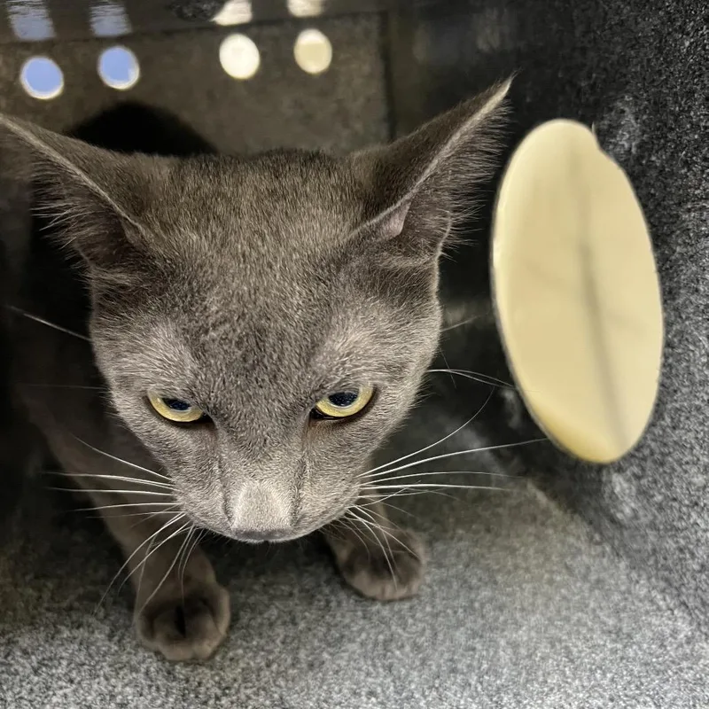 A young medium-sized male Domestic Short Hair cat named Seven for adoption in Galveston, TX