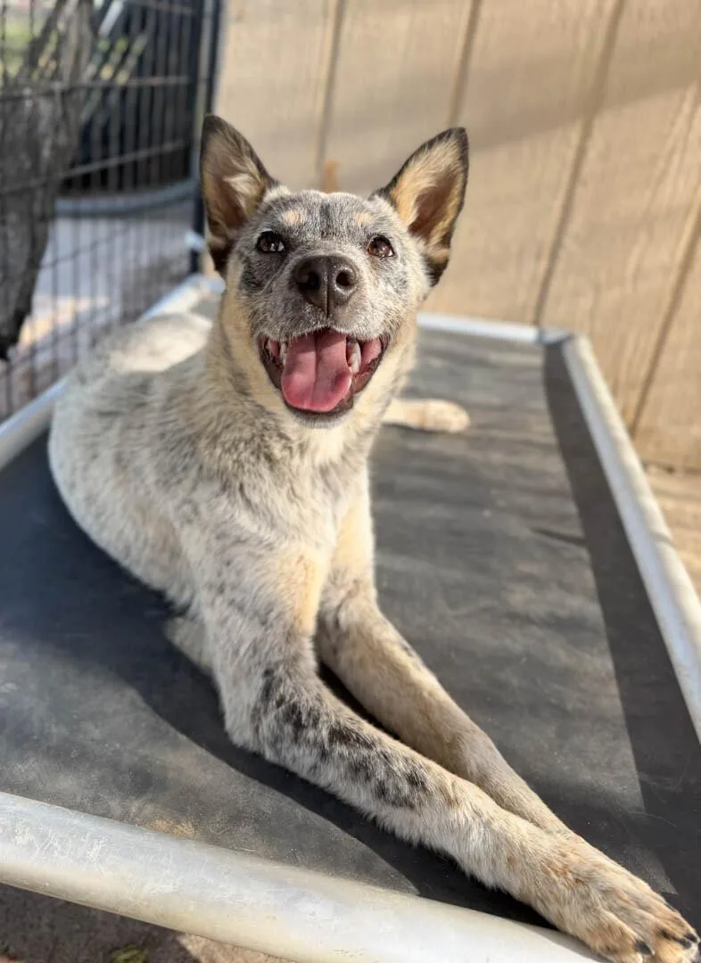A baby medium-sized female Australian Cattle Dog / Blue Heeler dog named Willow for adoption in Windsor, CO