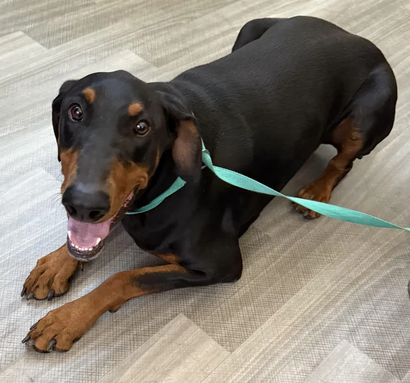 A young large-sized male Black Doberman Pinscher dog named Titan for adoption in Dublin, CA
