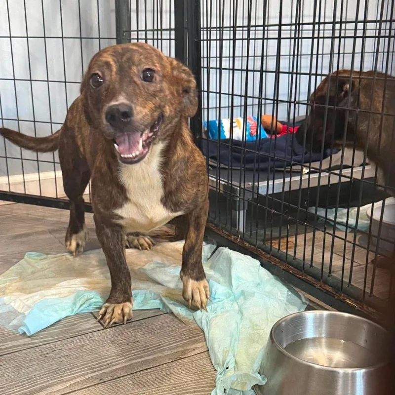 A baby medium-sized female Red / Chestnut / Orange Mixed Breed dog named Rembrandt for adoption in Jackson, MO