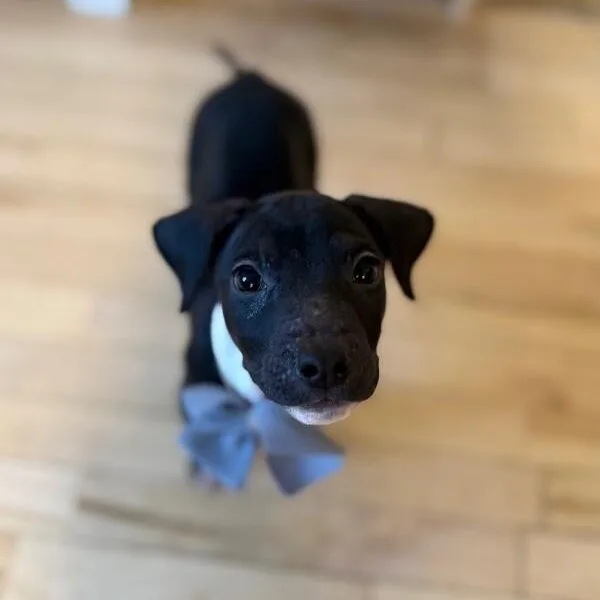 A baby medium-sized male Black Pit Bull Terrier dog named Onyx Sweetie for adoption in Friendswood, TX