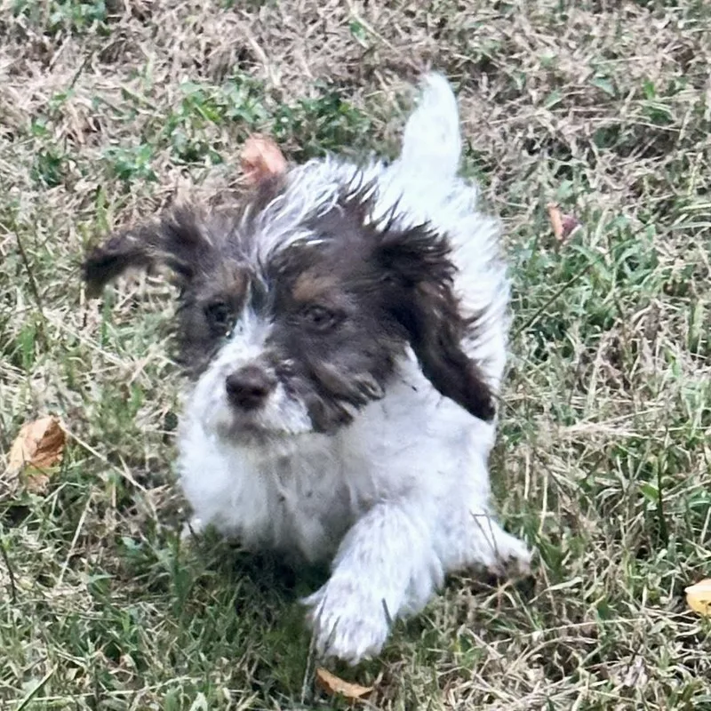 A baby small-sized male Miniature Poodle dog named Wifty for adoption in Thompson's Station, TN