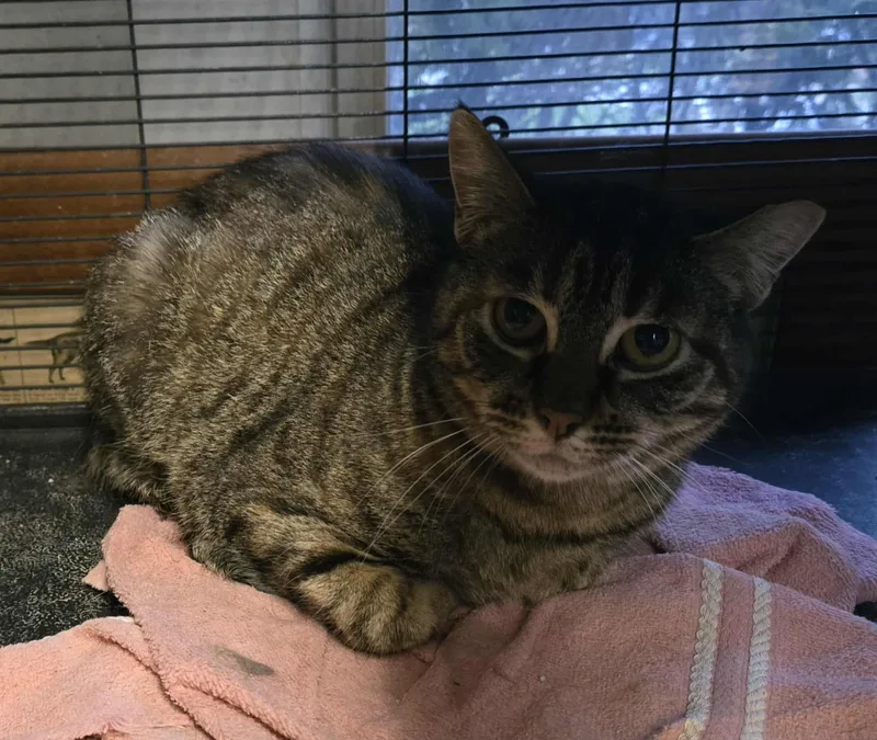 An adult medium-sized female Torbie Domestic Short Hair cat named Jazz for adoption in Freeport, IL