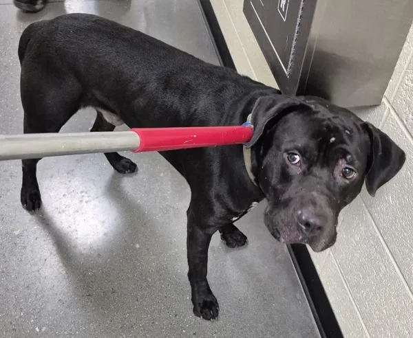 An adult large-sized male Pit Bull Terrier dog named Pen c Tumble for adoption in Lawrenceville, GA