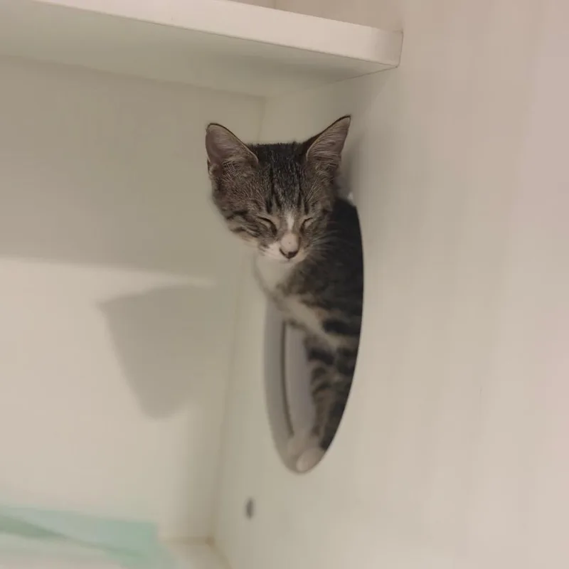 A baby small-sized male Gray / Blue / Silver Domestic Short Hair cat named Harvest for adoption in Elizabeth City, NC