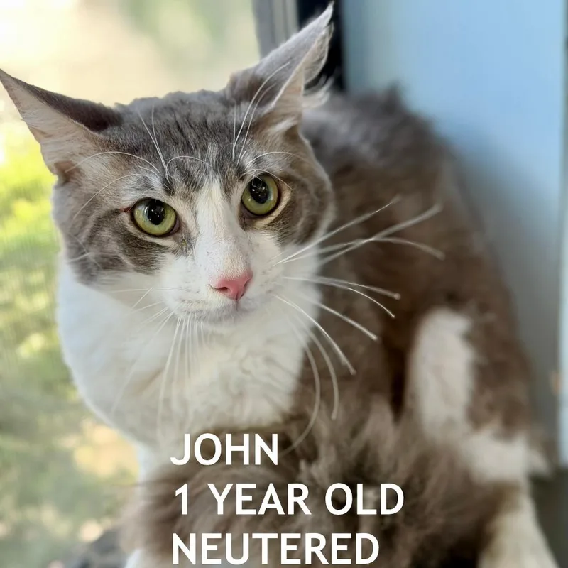 A young small-sized male Gray / Blue / Silver Domestic Medium Hair cat named John for adoption in Los Angeles, CA