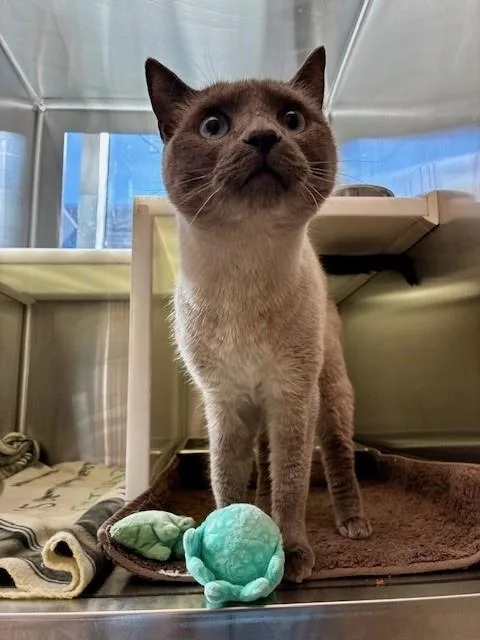 An adult small-sized male Domestic Short Hair cat named Kenny for adoption in Brighton, CO