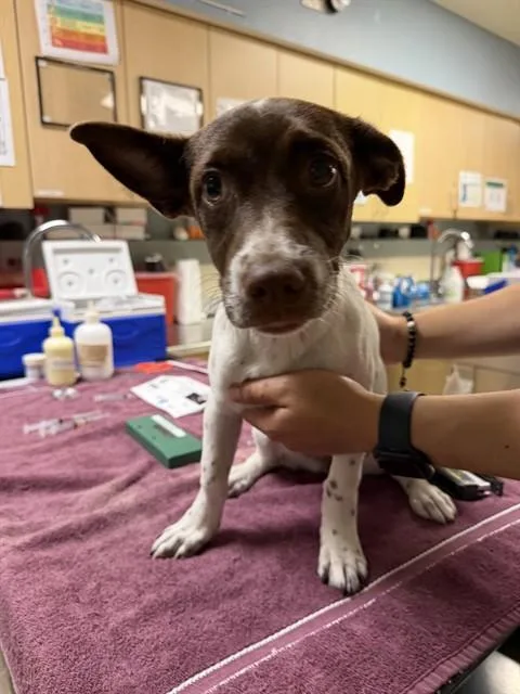 A baby small-sized female Terrier dog named Llily for adoption in Riverside, CA