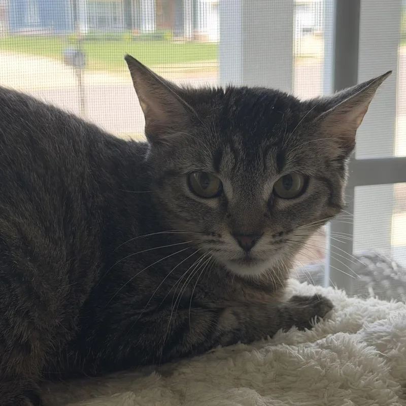 A young medium-sized female Brown / Chocolate Domestic Short Hair cat named Ella for adoption in Huntsville, AL