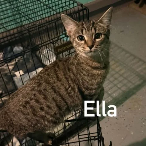 Ella thumbnail 2