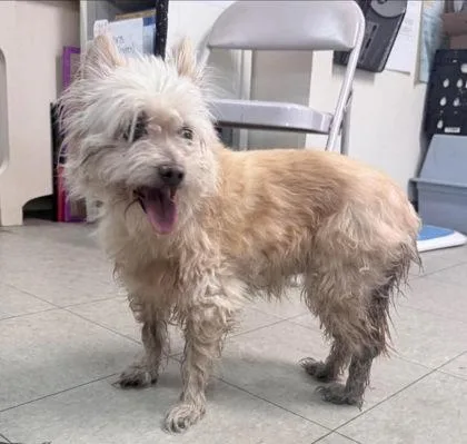 An adult small-sized female Terrier dog named Babe Ruth for adoption in Hobart, IN