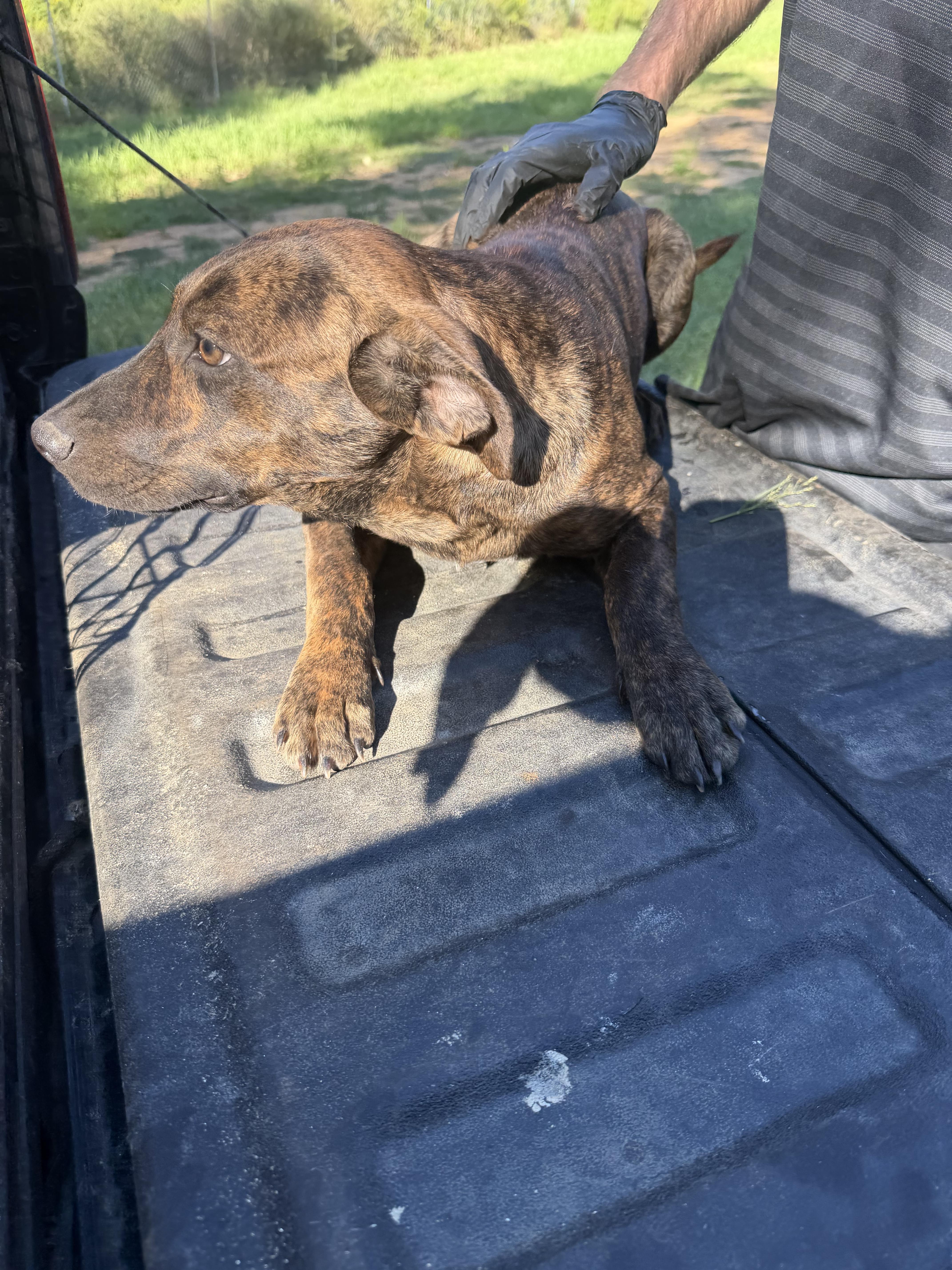 A baby medium-sized male Black Labrador Retriever dog named Rocky for adoption in Kiln, MS