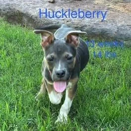 Huckleberry thumbnail 3
