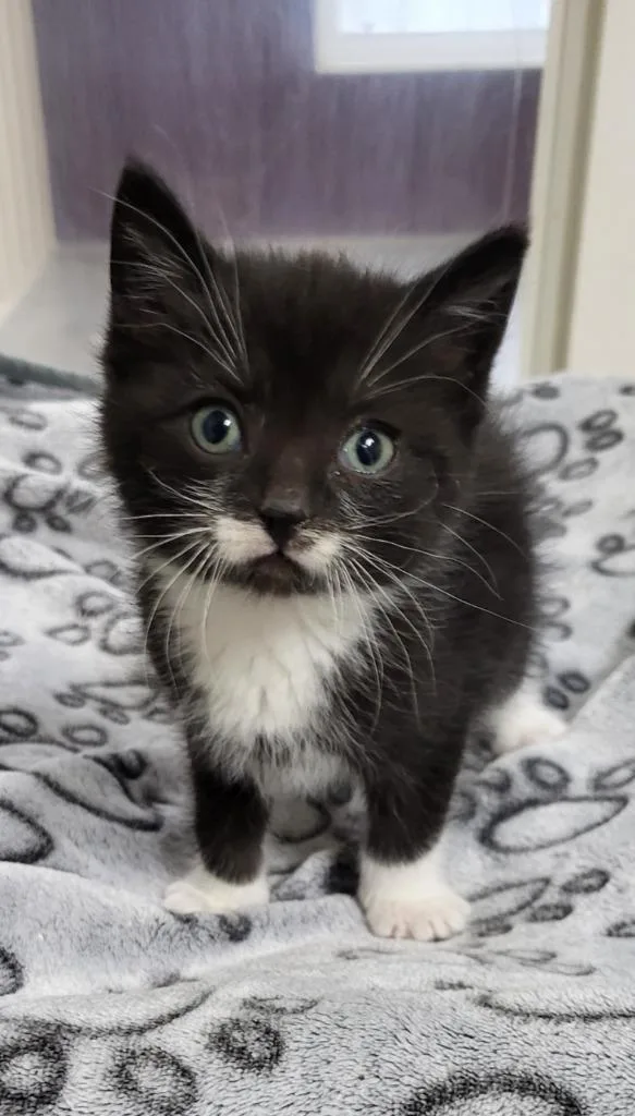 A baby medium-sized male Domestic Short Hair cat named Lurch for adoption in Medford, WI