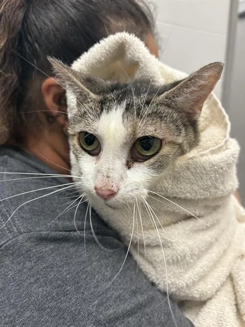 An adult small-sized female Domestic Short Hair cat named Tux for adoption in Indianapolis, IN