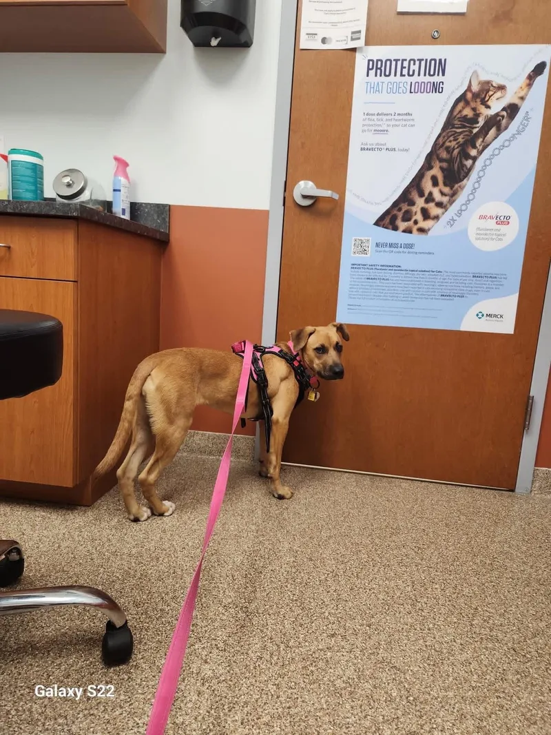 Jumbo Shrimp thumbnail 2