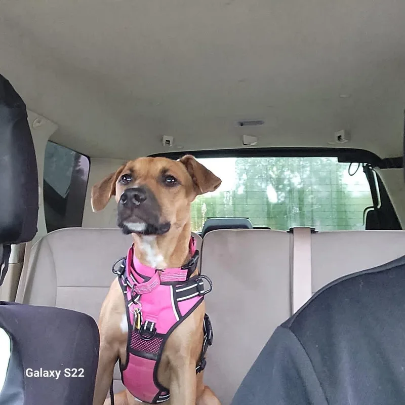 Jumbo Shrimp thumbnail 3