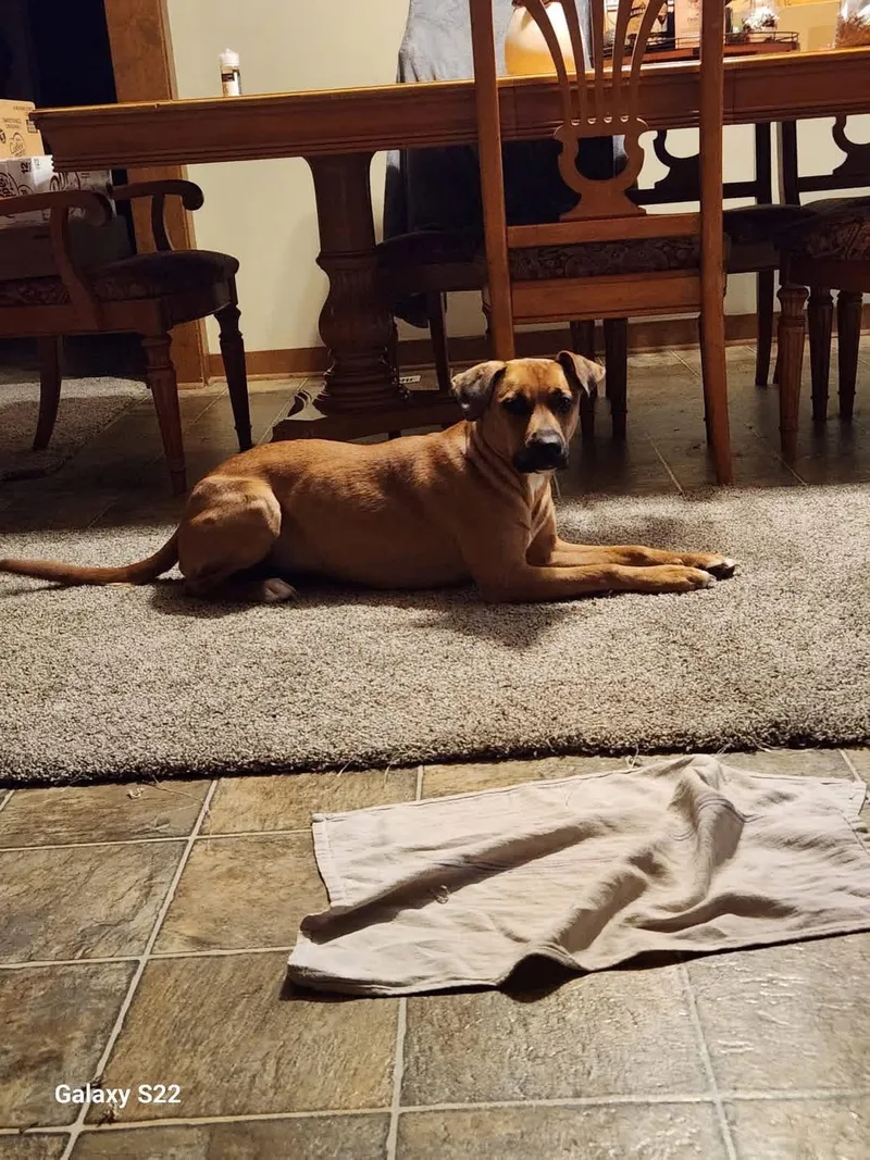 Jumbo Shrimp thumbnail 4