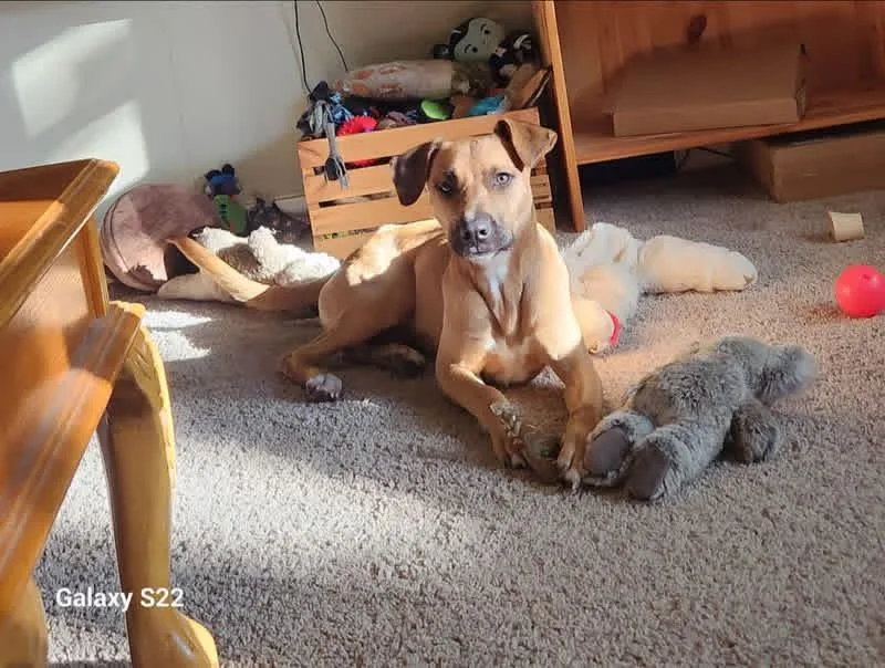 Jumbo Shrimp thumbnail 5