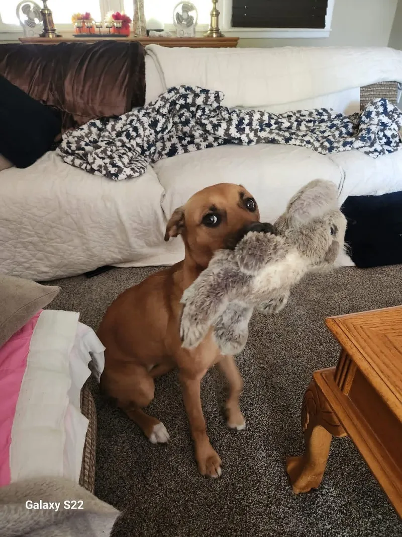 Jumbo Shrimp thumbnail 6