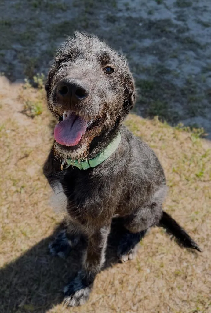 A baby medium-sized male Mixed Breed dog named Kaizen for adoption in Ocala, FL