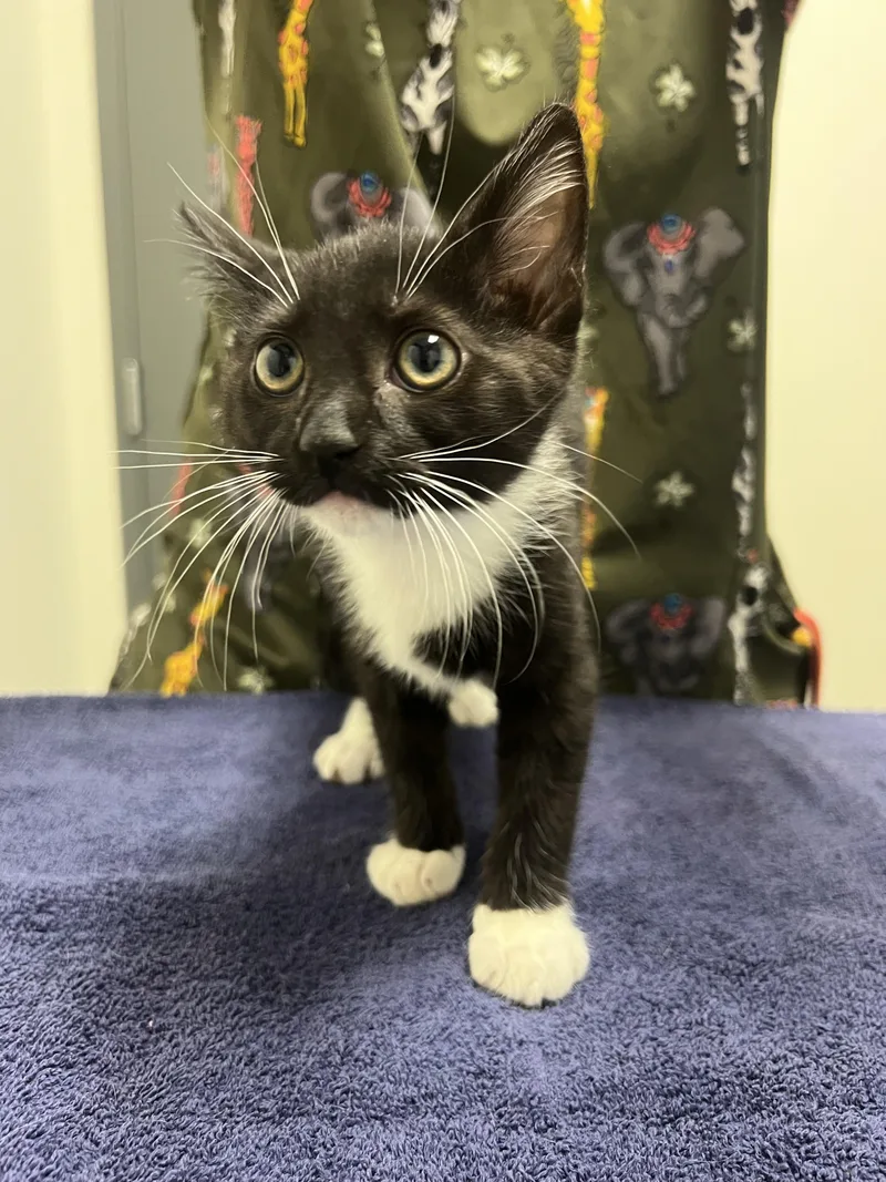 A baby small-sized female Domestic Short Hair cat named Joon for adoption in Chico, CA