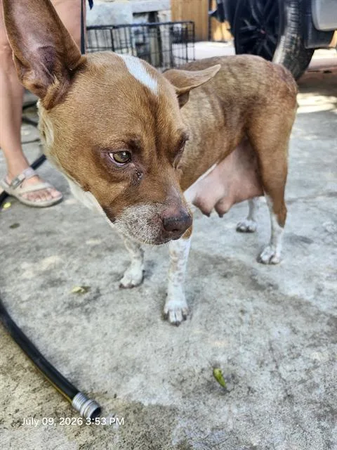 A young medium-sized female Terrier dog named Song for adoption in San Antonio, TX