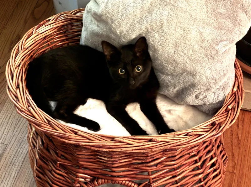 A baby medium-sized female Black Domestic Short Hair cat named Coal for adoption in Wheaton, IL