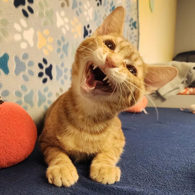 Max