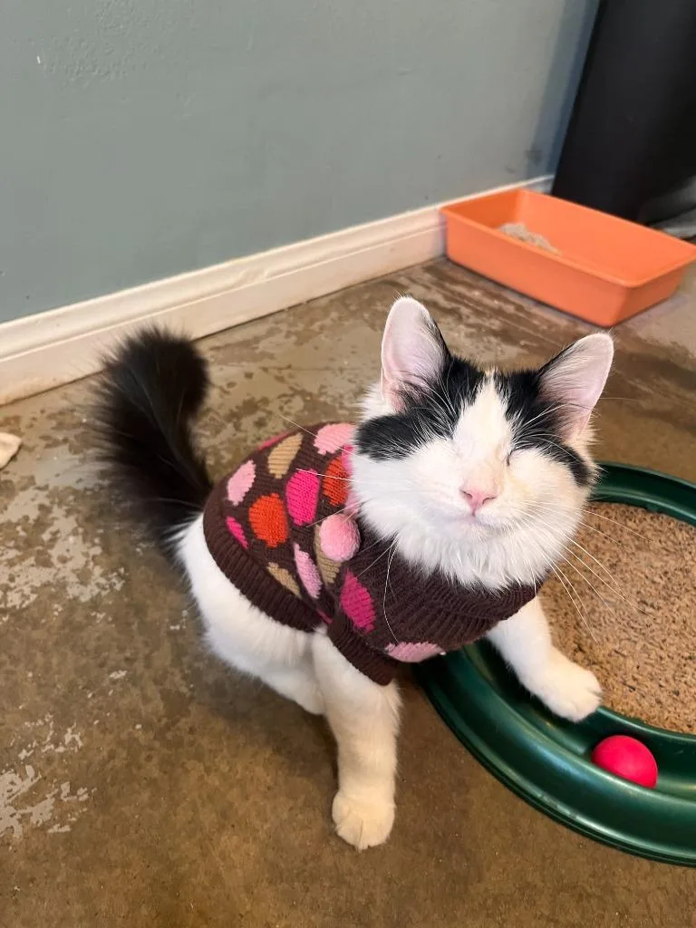 A young small-sized female Domestic Long Hair cat named Aster for adoption in Los Angeles, CA