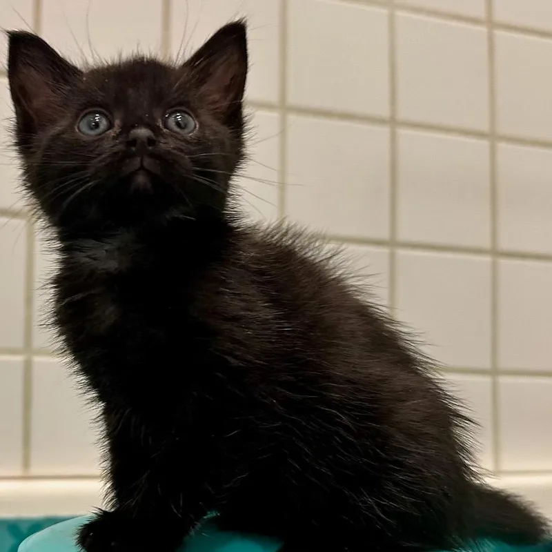 A baby small-sized female Black Domestic Short Hair cat named Wednesday for adoption in Los Angeles, CA