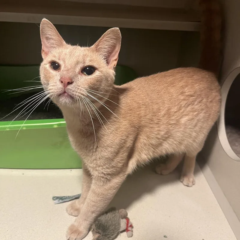 An adult medium-sized male Orange / Red Domestic Short Hair cat named Copper for adoption in Normal, IL