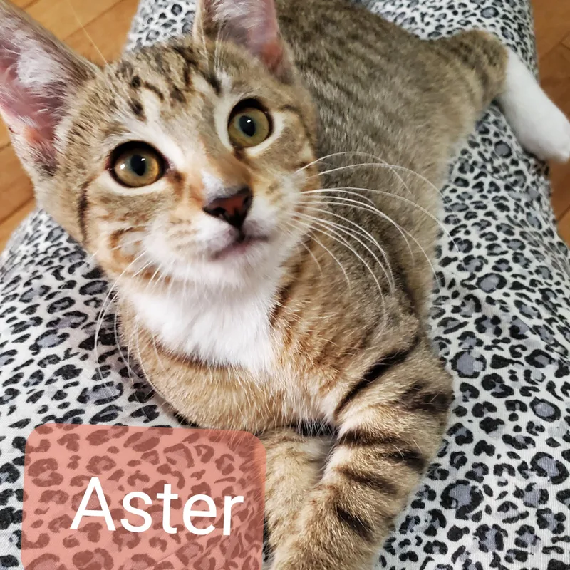 A young medium-sized female Tabby (Buff / Tan / Fawn) Domestic Short Hair cat named Aster for adoption in Kenhorst, PA