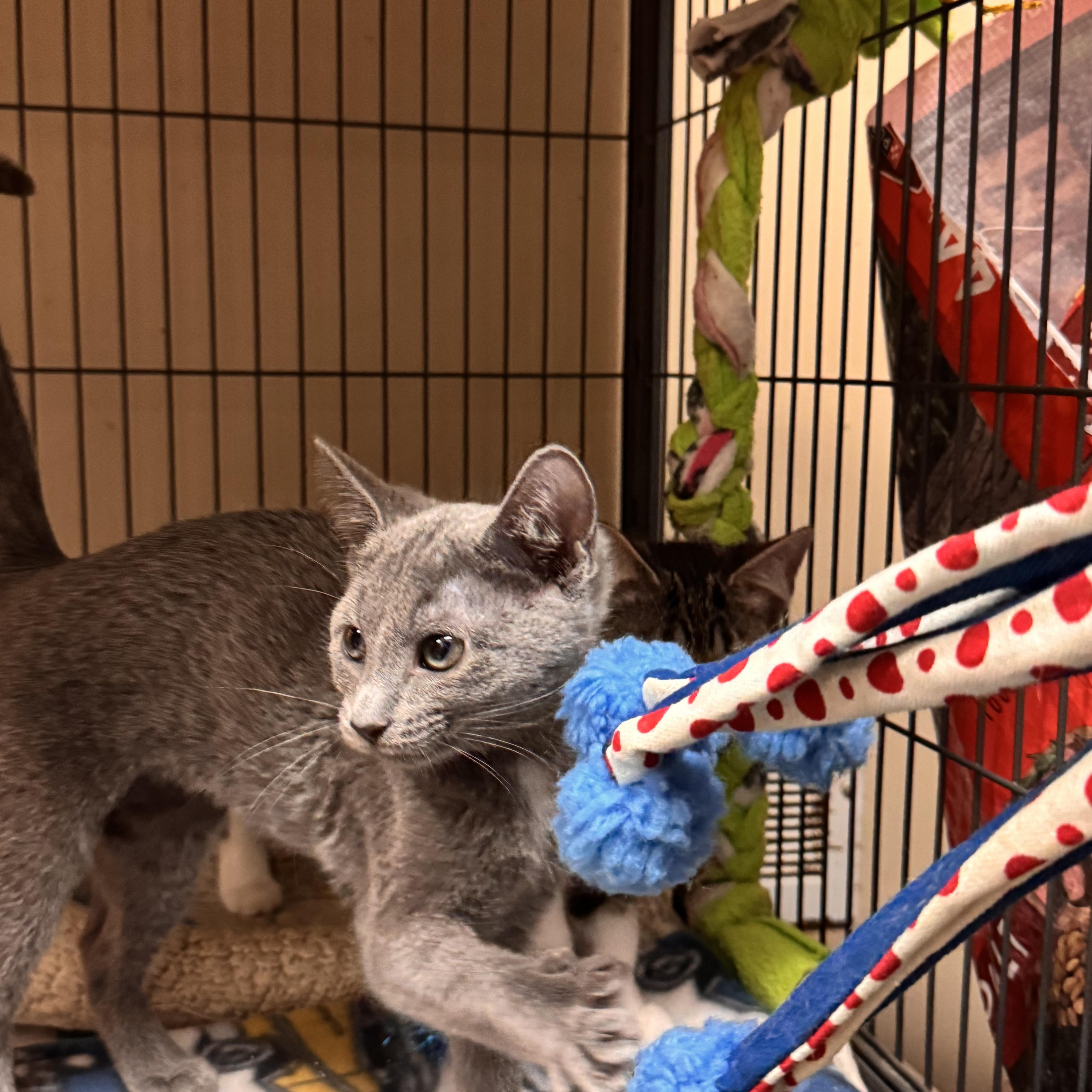 A baby medium-sized female Gray / Blue / Silver Domestic Short Hair cat named Diamond for adoption in Logan, OH