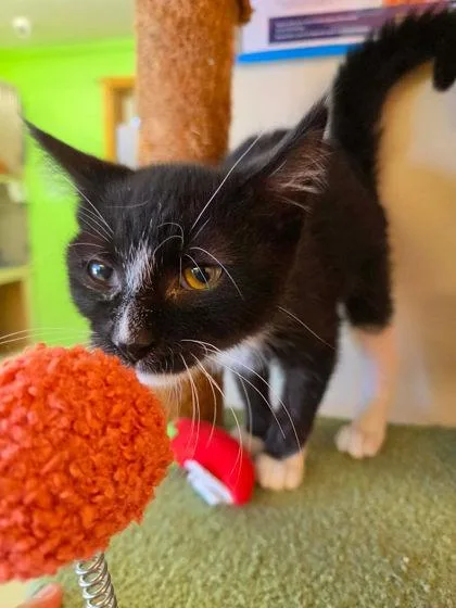 A baby small-sized female Domestic Short Hair cat named Bug for adoption in Scottsbluff, NE