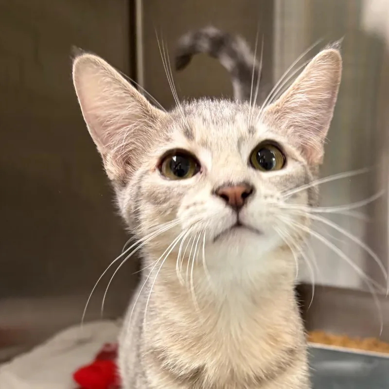 A baby small-sized male Gray / Blue / Silver Domestic Short Hair cat named Javier for adoption in Harrisonburg, VA