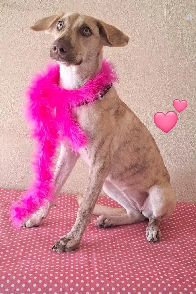 A baby medium-sized female Weimaraner dog named Daisy for adoption in San Diego, CA