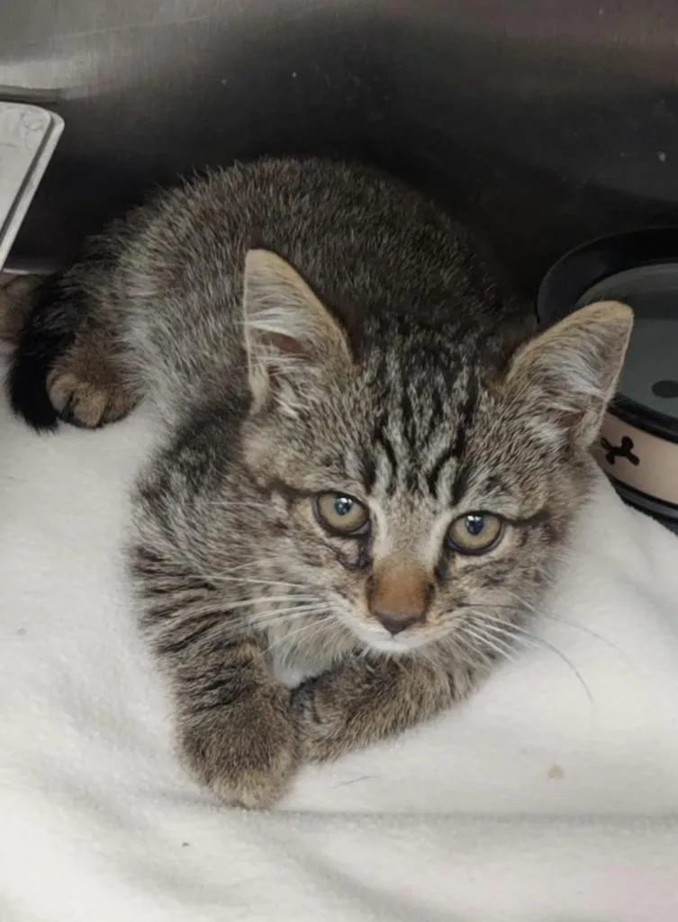 A baby small-sized male Domestic Short Hair cat named Mister Gigglesworth for adoption in Hartsville, SC