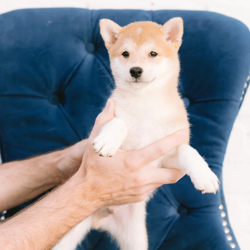 A baby small-sized male Shiba Inu dog named Miso for adoption in Zionsville, IN
