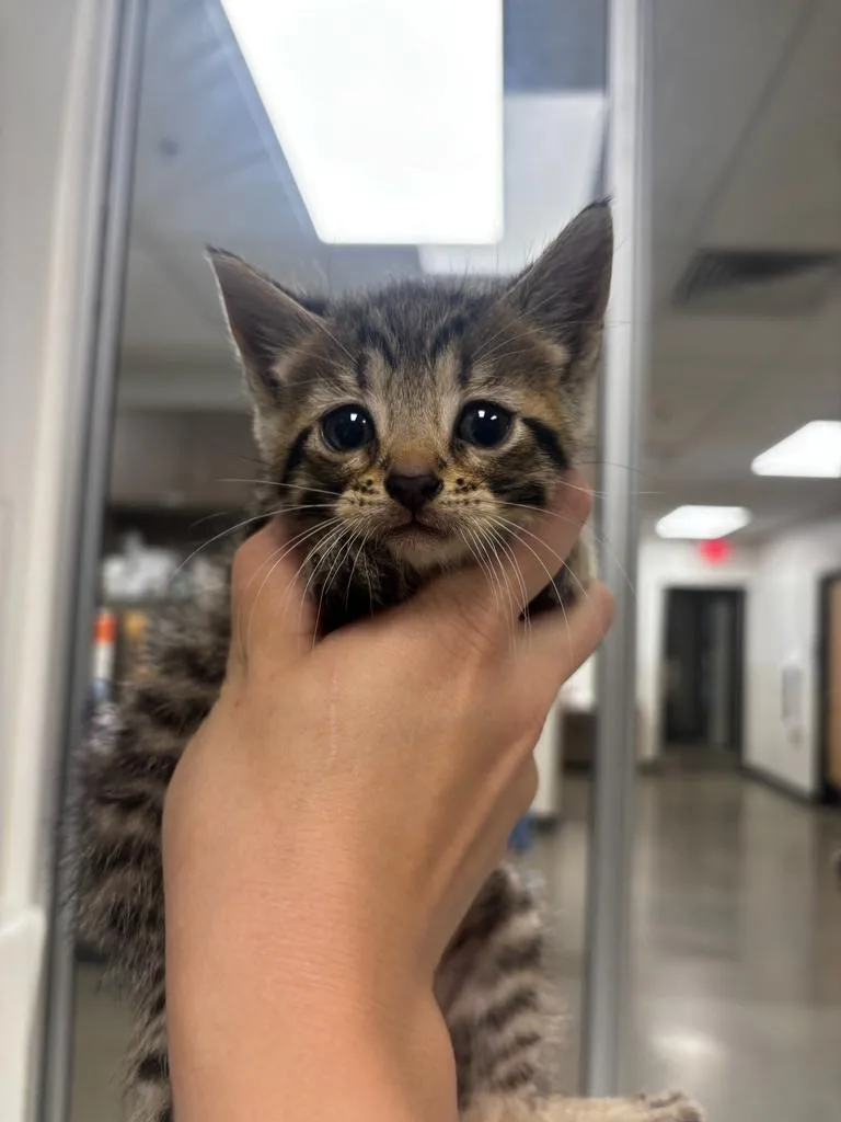 A baby small-sized male Domestic Short Hair cat named Timmy for adoption in Greenfield, IN