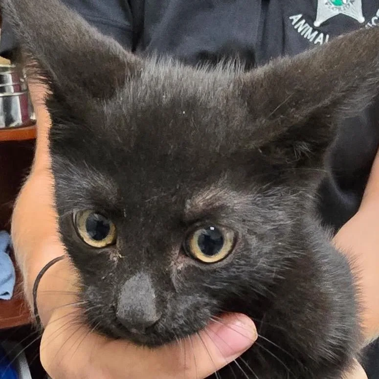 A baby small-sized male Black Domestic Short Hair cat named Scar for adoption in Bronson, FL