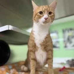 An adult large-sized male Domestic Short Hair cat named Keanu for adoption in Bullhead City, AZ