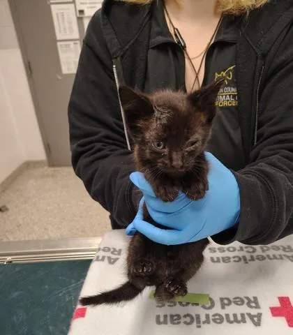 A baby small-sized male Domestic Short Hair cat named Razzberry for adoption in Gastonia, NC