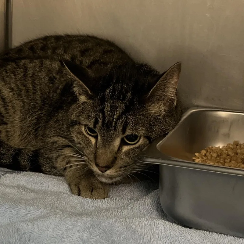 An adult medium-sized male Brown / Chocolate Domestic Short Hair cat named Samwise for adoption in Troy, VA
