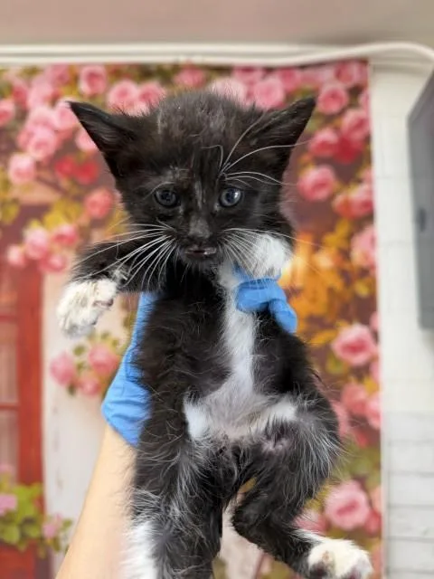 A baby small-sized male Domestic Short Hair cat named Aaron for adoption in San Bernardino, CA