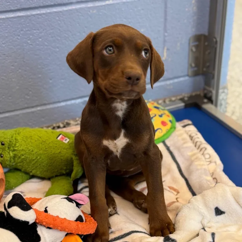 A baby small-sized female Brown / Chocolate Dalmatian dog named Rivera for adoption in Franklin, NC