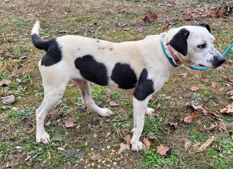 A young small-sized female Mixed Breed dog named Patty for adoption in Lawrenceburg, TN