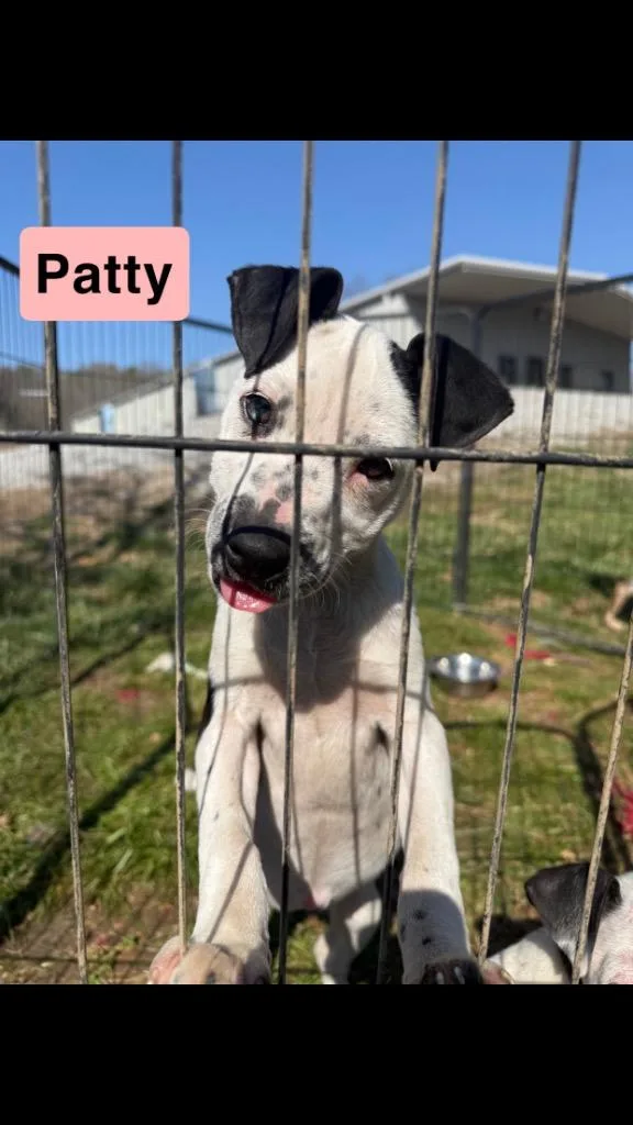 Patty thumbnail 4