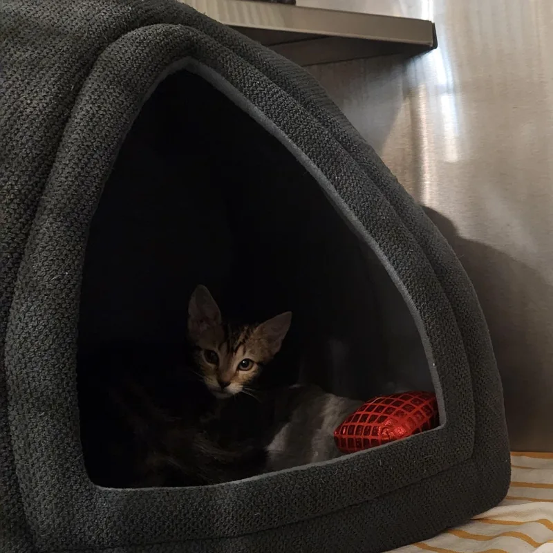 A baby medium-sized female Tabby (Gray / Blue / Silver) Domestic Short Hair cat named Reese for adoption in Charleston, SC