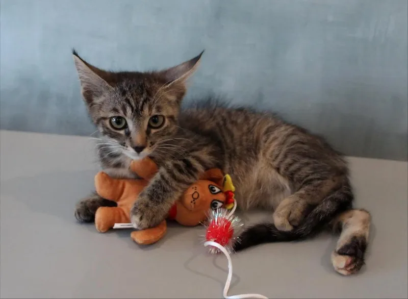 A baby medium-sized female Domestic Short Hair cat named Bedlam for adoption in Vacaville, CA